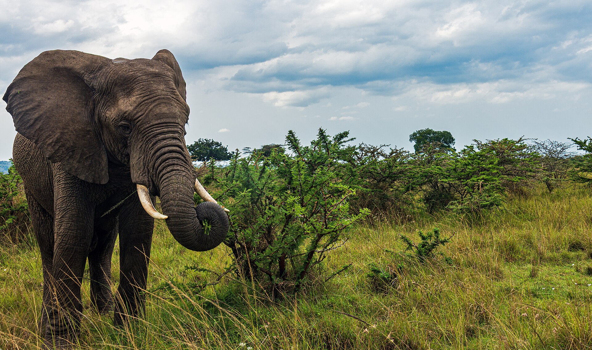 Elephant beside a safari vehicle in Northern Mara, Kenya