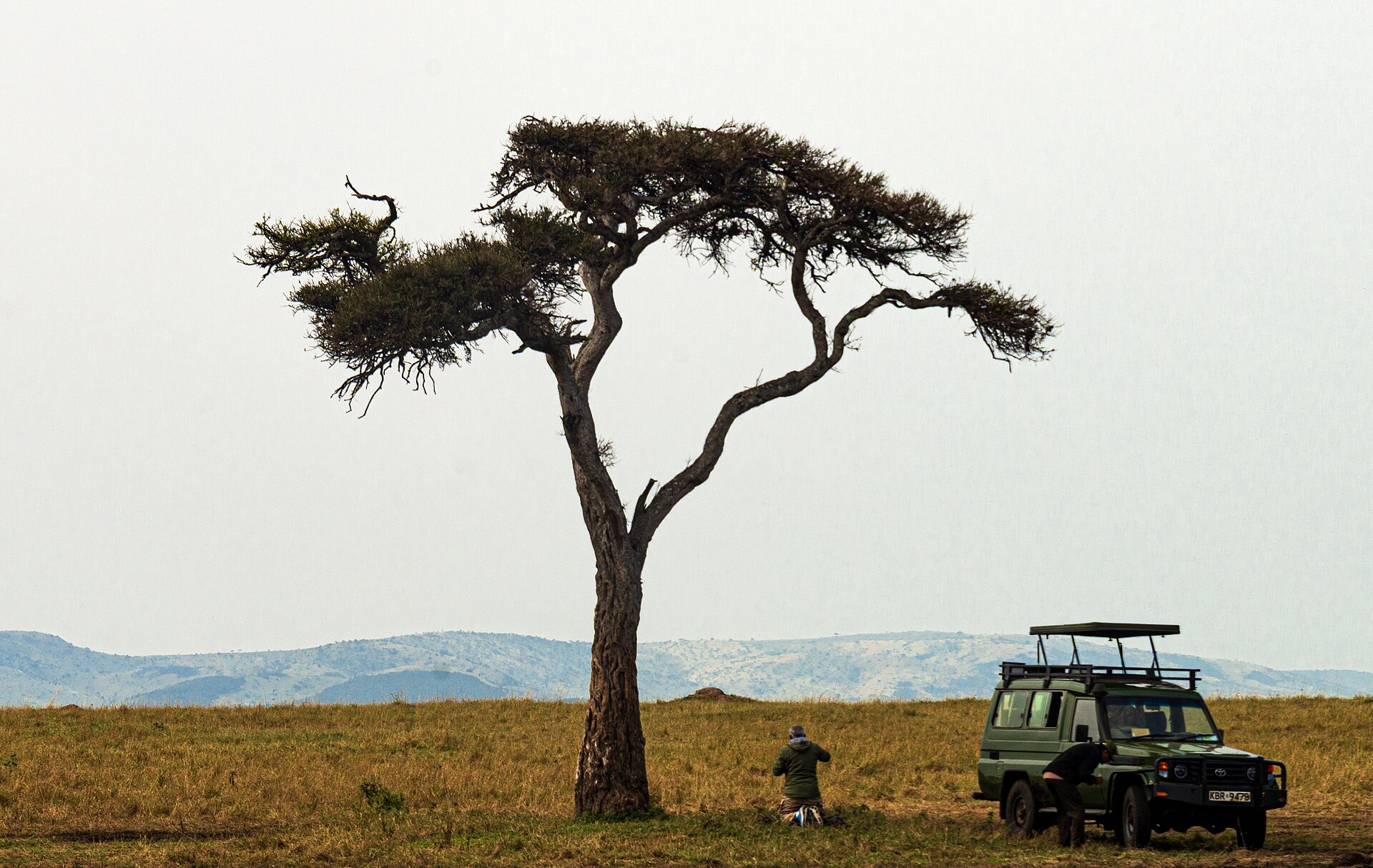 Safari vehicle parked below an acacia tree in Maasai Mara
