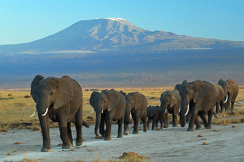 Elephants in Amboseli with Mount Kilimanjaro in the background